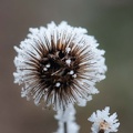 Distel mit Raueis