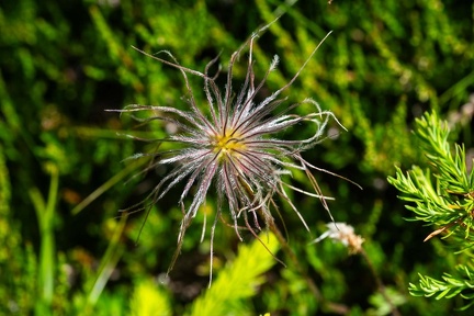 Fruchtstand einer Küchenschelle