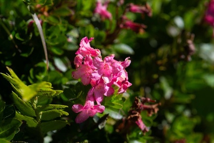 Blühende Alpenrose