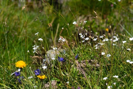 Glockenblumen, Hornkraut und Pippau