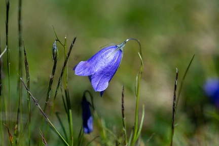 Scheuchzers Glockenblume