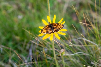 Wachtelweizen-Scheckenfalter