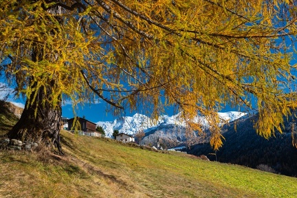 Herbstliche Lärche im Unterengadin