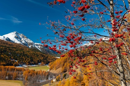 Eberesche mit Vogelbeeren
