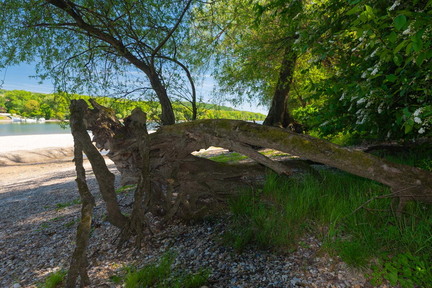 Auenwald und Schotterbänke