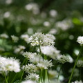 Blühender Bärlauch