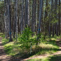 Föhrenwald
