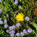 Kugelblumen und Korbblütler