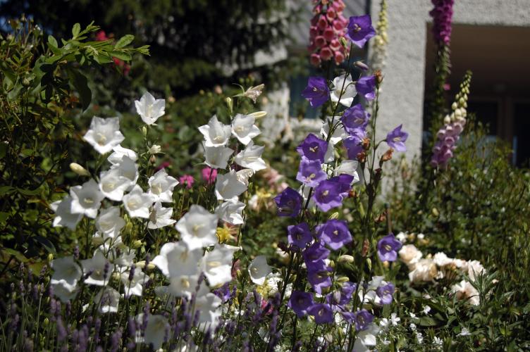 Gartenglockenblumen und Fingerhut